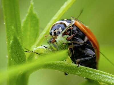 Les insectes en agriculture