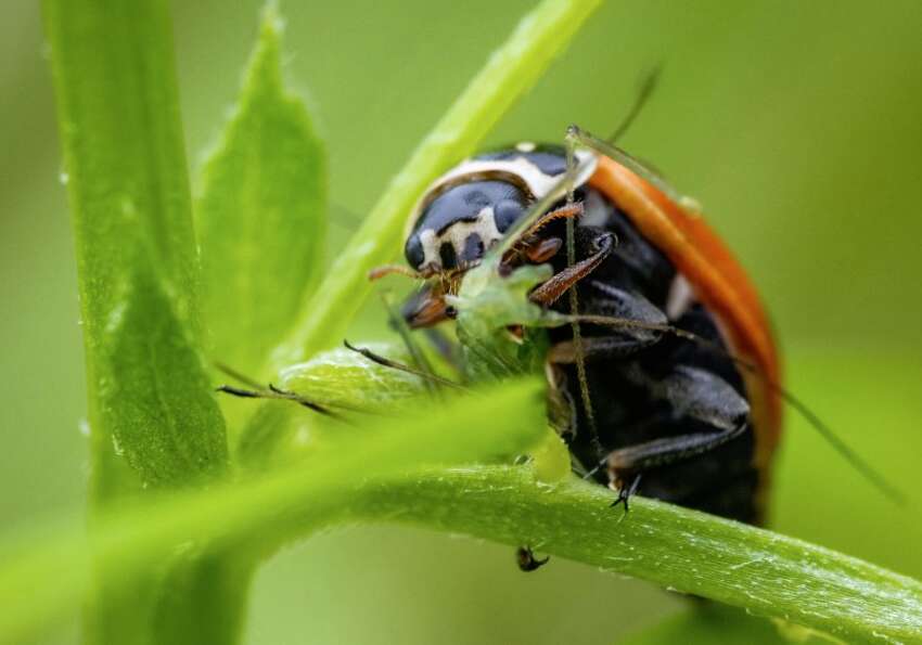 Les insectes en agriculture