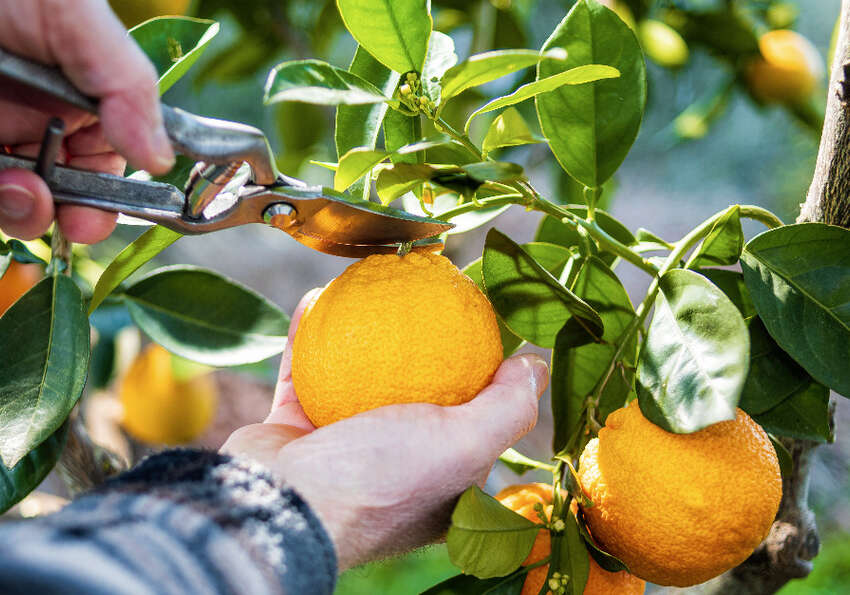 Taille des oranges