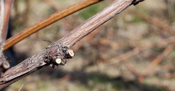 Weinrebe Winterschnitt