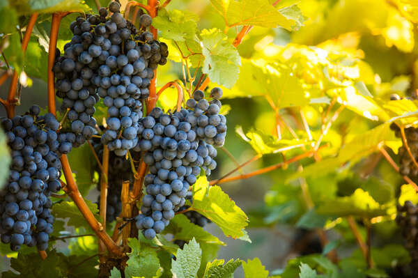 coltura vigneti coltura vigneti