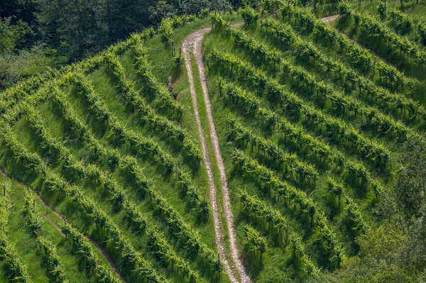 Bio-Wein Bio-Wein