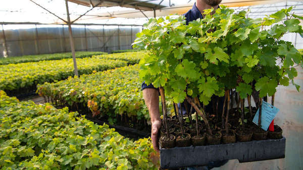 coltivazione vigne