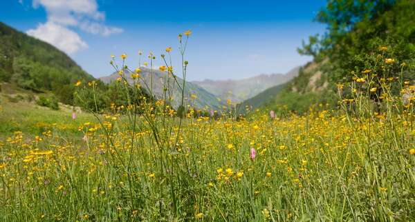 Wildblumenwiese Wildblumenwiese