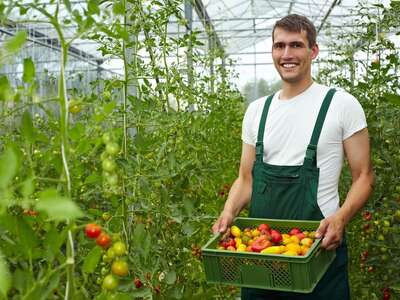 lavoro agricolo