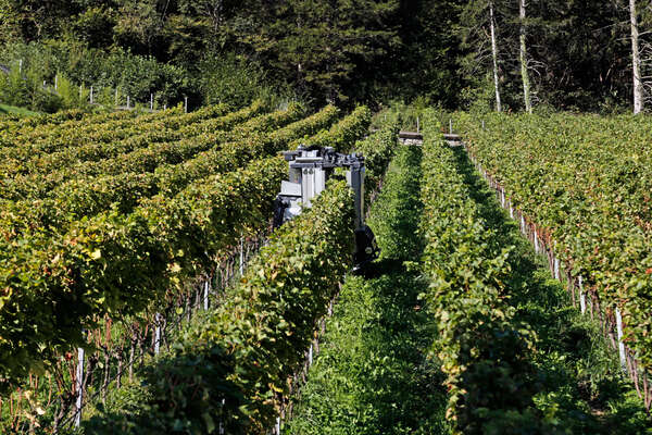 Weinbau in Hanglage Weinbau in Hanglage