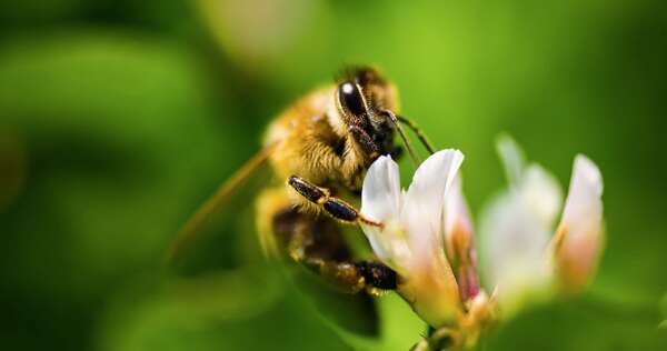 insetti impollinatori