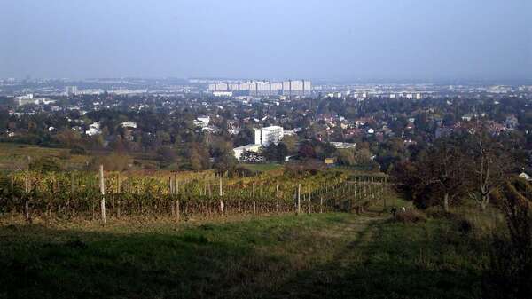 Weingärten am Kadoltsberg