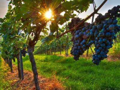 Autorizzazioni impianti viticoli