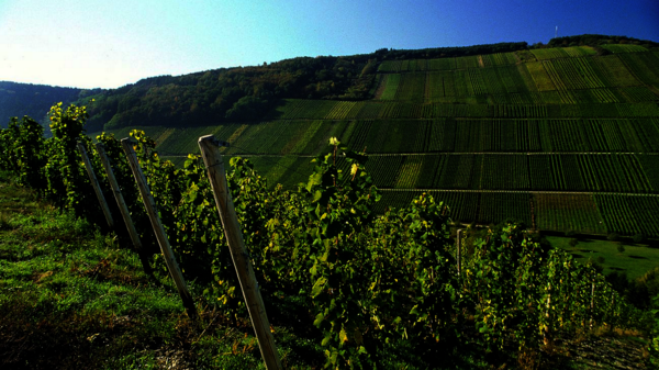 Weinregion Mosel