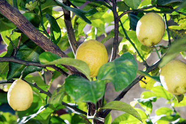 potatura limone potatura limone