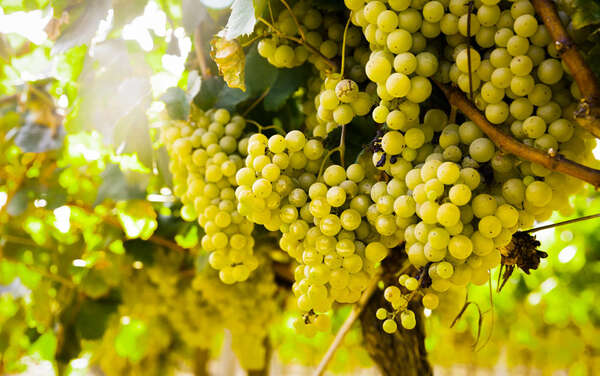 Öko-Weinbau Öko-Weinbau