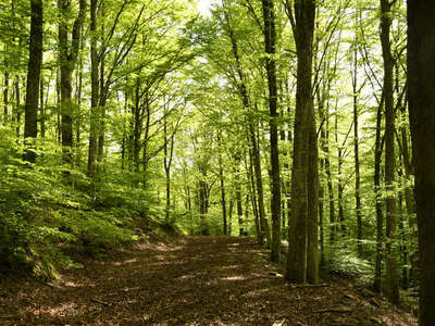 lavoro nel bosco