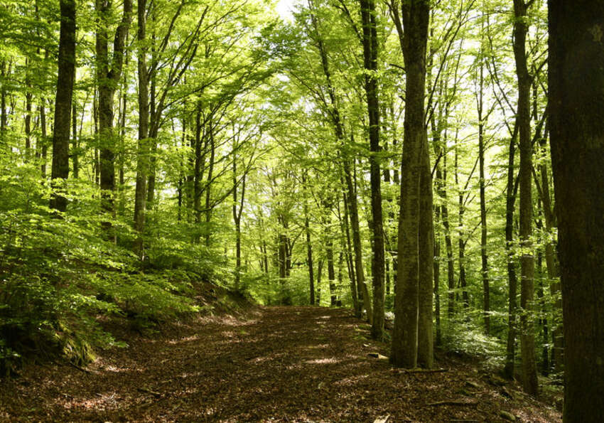 lavoro nel bosco