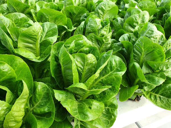 vertikale Indoor-Farmen vertikale Indoor-Farmen