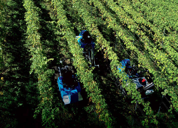 Raupenfahrzeuge für den Weinbau