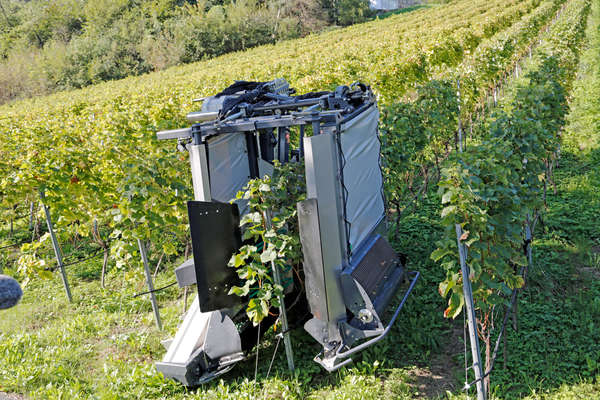 machine à vendanger