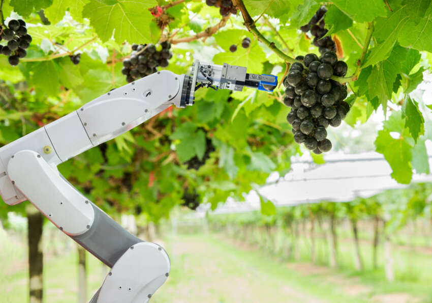 roboter weinbau