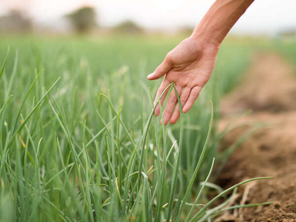 agricoltura biologica