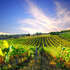entreprise vinicole