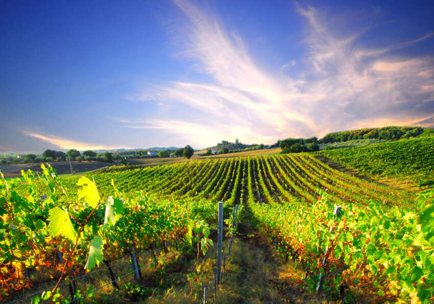 entreprise vinicole