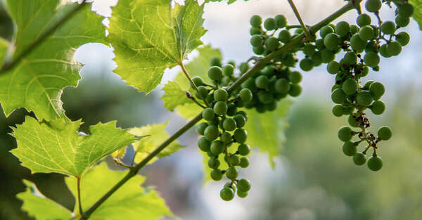 jeunes raisins verts