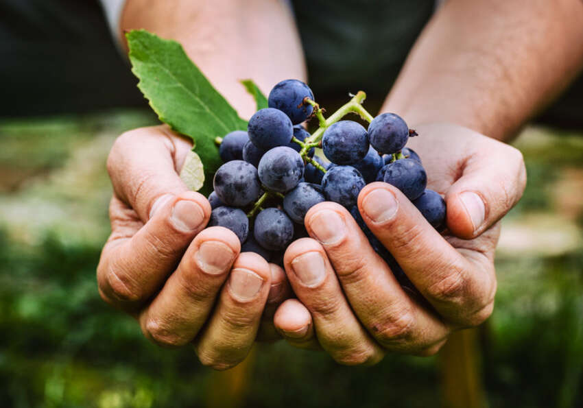 Ökologischer Weinbau