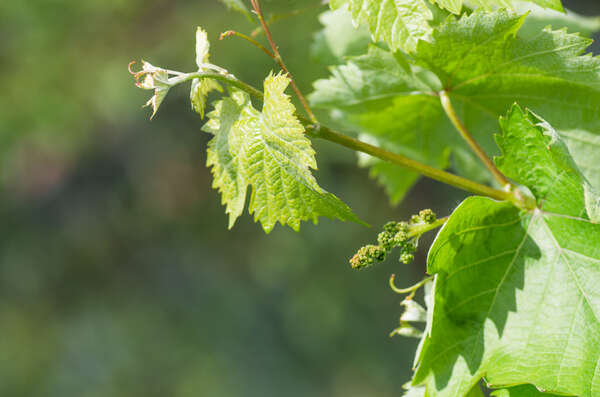 vigne fleurie