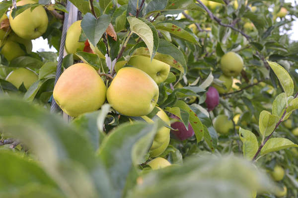 Golden Delicious Golden Delicious