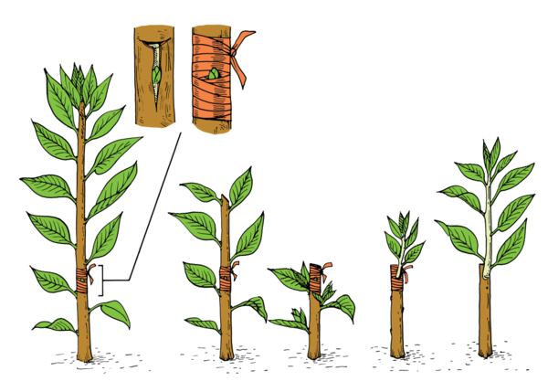 t-budding t-budding