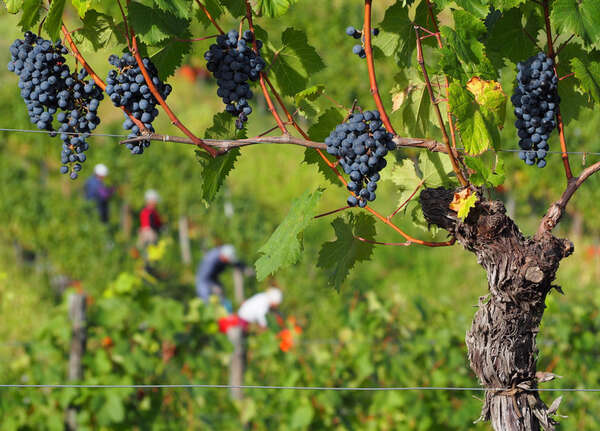 azienda vinicola