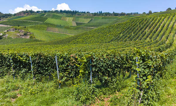 Weinbaugebiet Mosel Weinbaugebiet Mosel