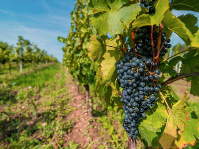 Vino e cambiamenti climatici