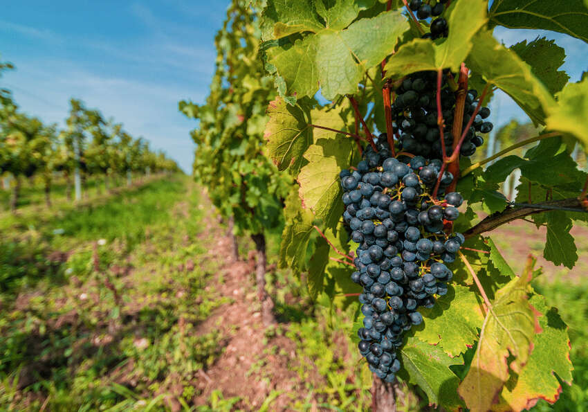 Vin et changement climatique