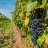 Vino e cambiamenti climatici
