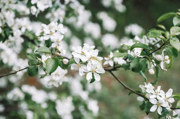 pommier en fleurs