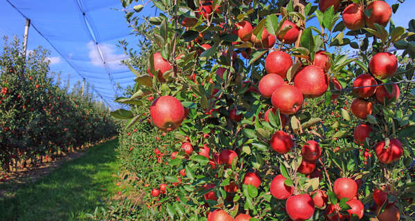 azienda agricola