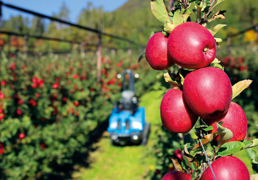 Apfel Südtirol