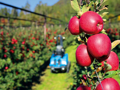 Apfel Südtirol