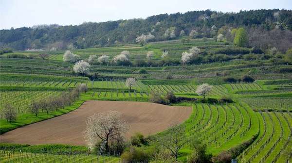 Weinlandschaft bei Inzersdorf