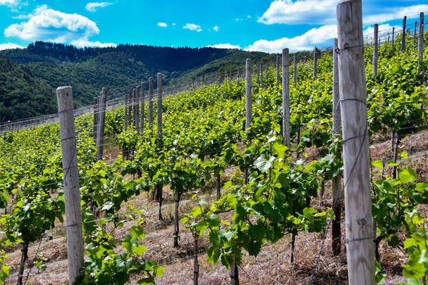 Weinbaugebiet Ahr Weinbaugebiet Ahr