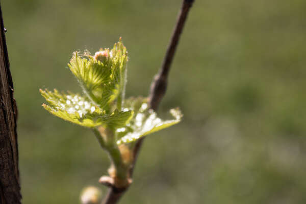 bourgeons de raisin