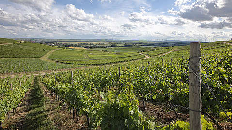 Rheinhessen