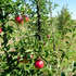 Obstbäume