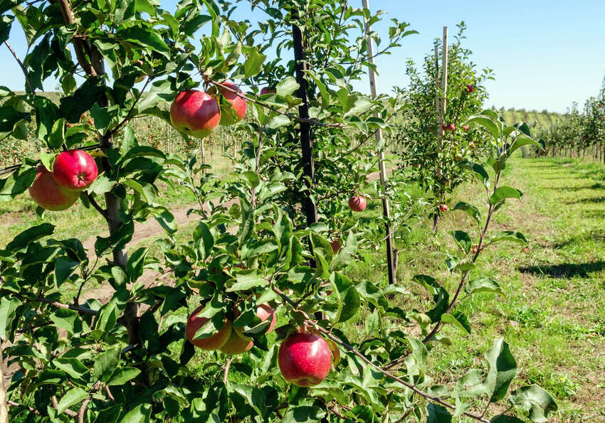 Obstbäume