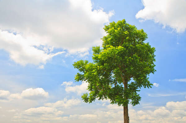 arbre de neem arbre de neem