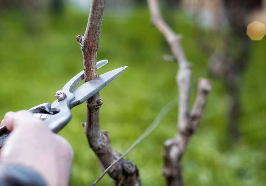 Weinreben richtig schneiden Geier