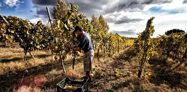 Sorrentino Vini