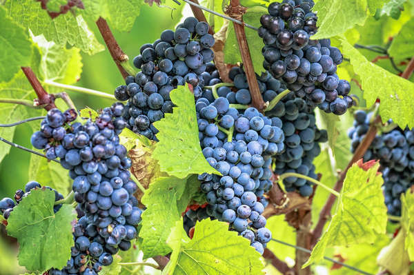 Rotwein Trauben Rotwein Trauben