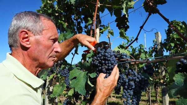 trauben auslese trauben auslese